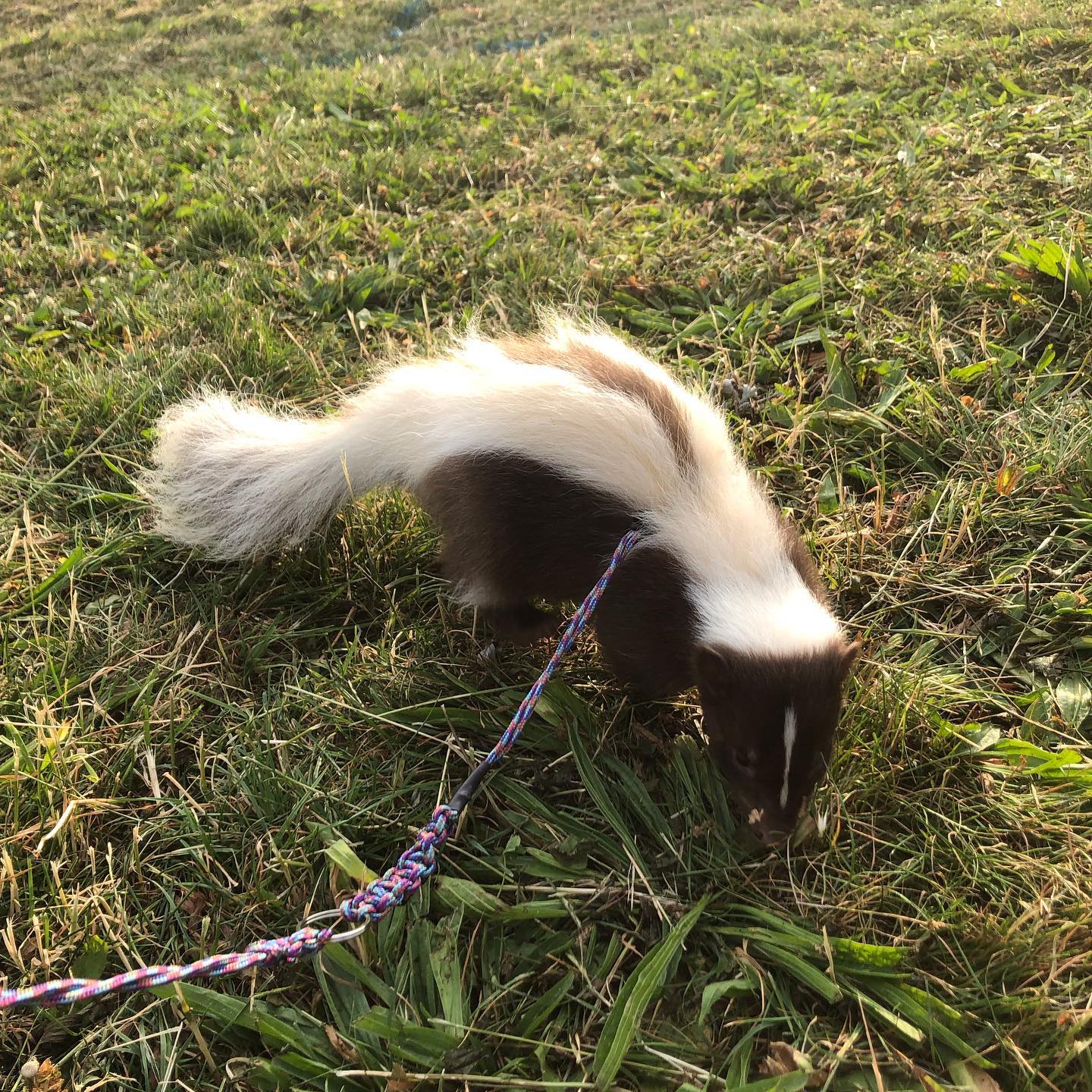 skunks for sale