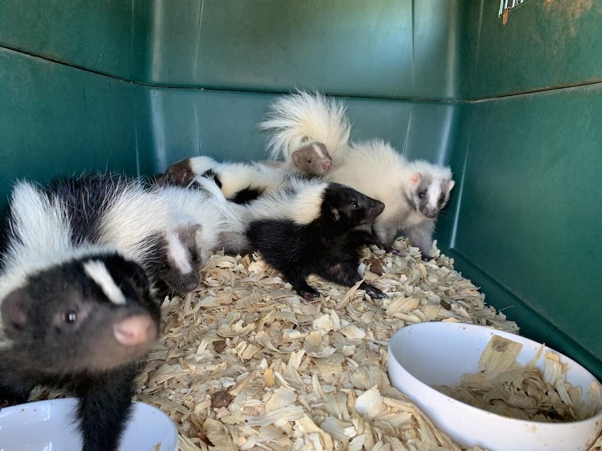 Monkeys for sale near me - Capuchin monkeys for sale