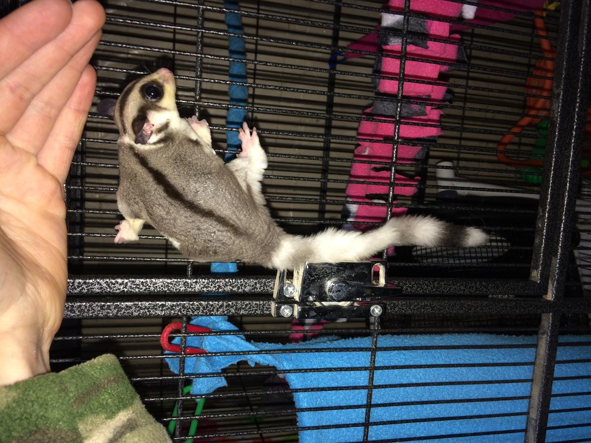 Sugar Glider for sale