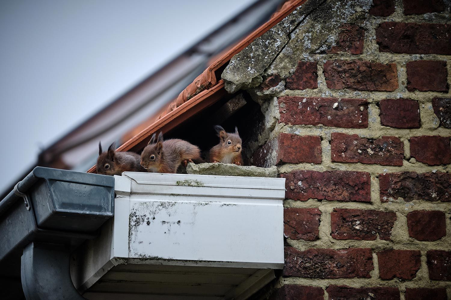 Three red squirrel resting on gutter