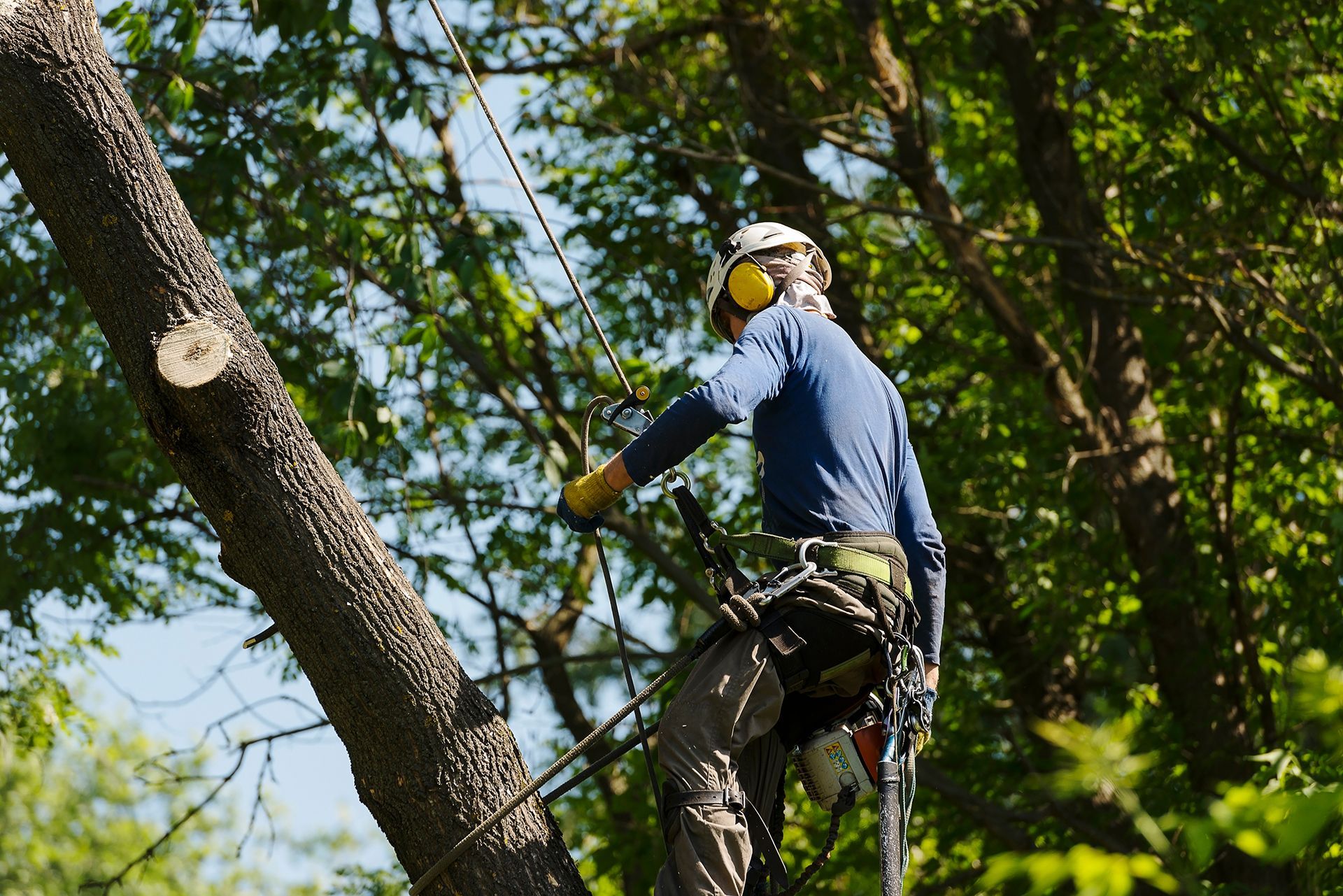 Tree trimmer wearing helmet and harness cutting a large branch among green trees