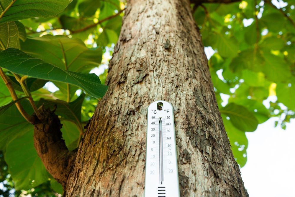 Thermometer on tree trunk, leaves in background.