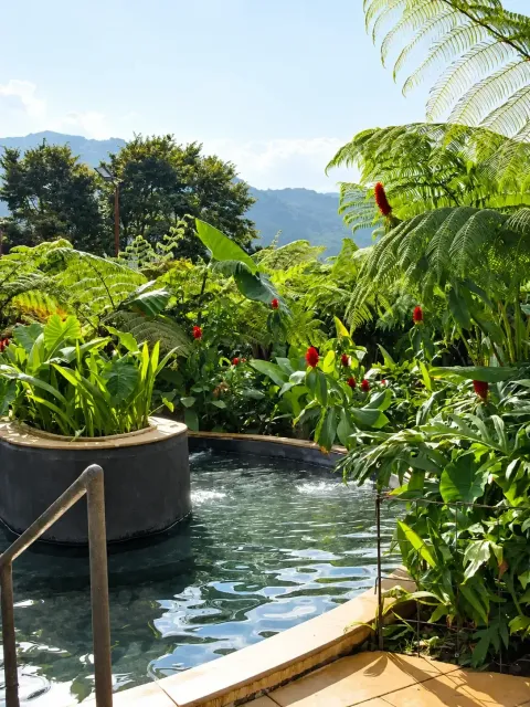 Poza termal rodeada de vegetación tropical en Termales El Otoño, una experiencia de aguas termales en Manizales.