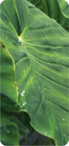Hot springs surrounded by nature at Hotel Termales El Otoño, a wellness retreat near Manizales.