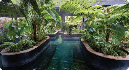 Thermal water pathway surrounded by lush tropical vegetation at a hot springs hotel in Manizales, Colombia.