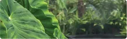 Aguas termales rodeadas de naturaleza en el Hotel Termales el Otoño cerca a Manizales