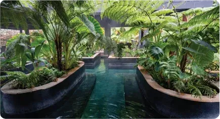 Sendero de agua termal rodeado de frondosa vegetación tropical en un hotel con termales en Manizales