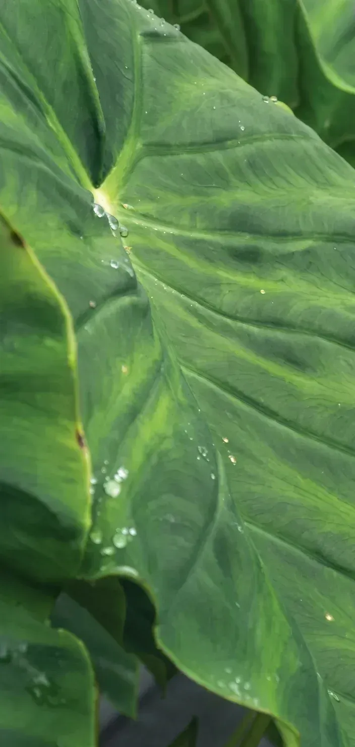 Hoja verde con gotas de agua en Termales El Otoño, detalle natural de hotel campestre en Manizales