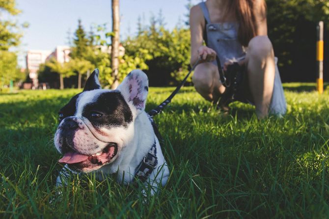 A happy black-and-white French Bulldog sits in green grass with its tongue out as a person holds its leash nearby.