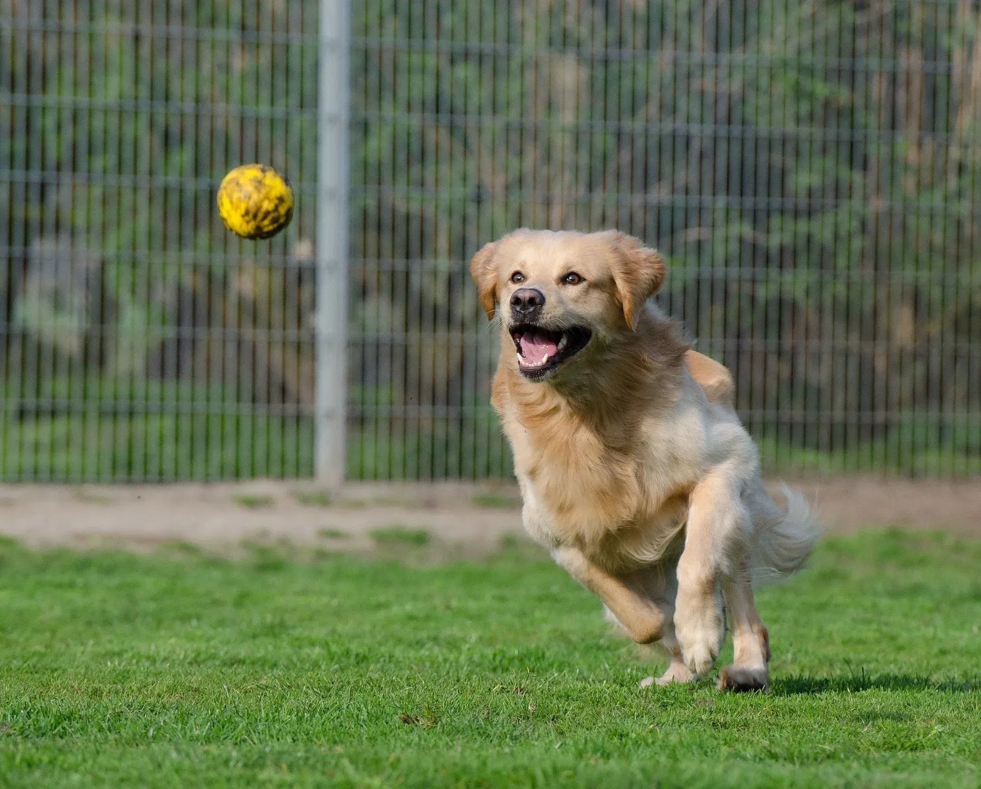 A dog is running to catch a ball in a park.