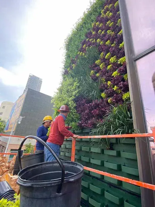 Two workers tending a vibrant green and purple living wall on a building. Buckets and scaffolding are visible.