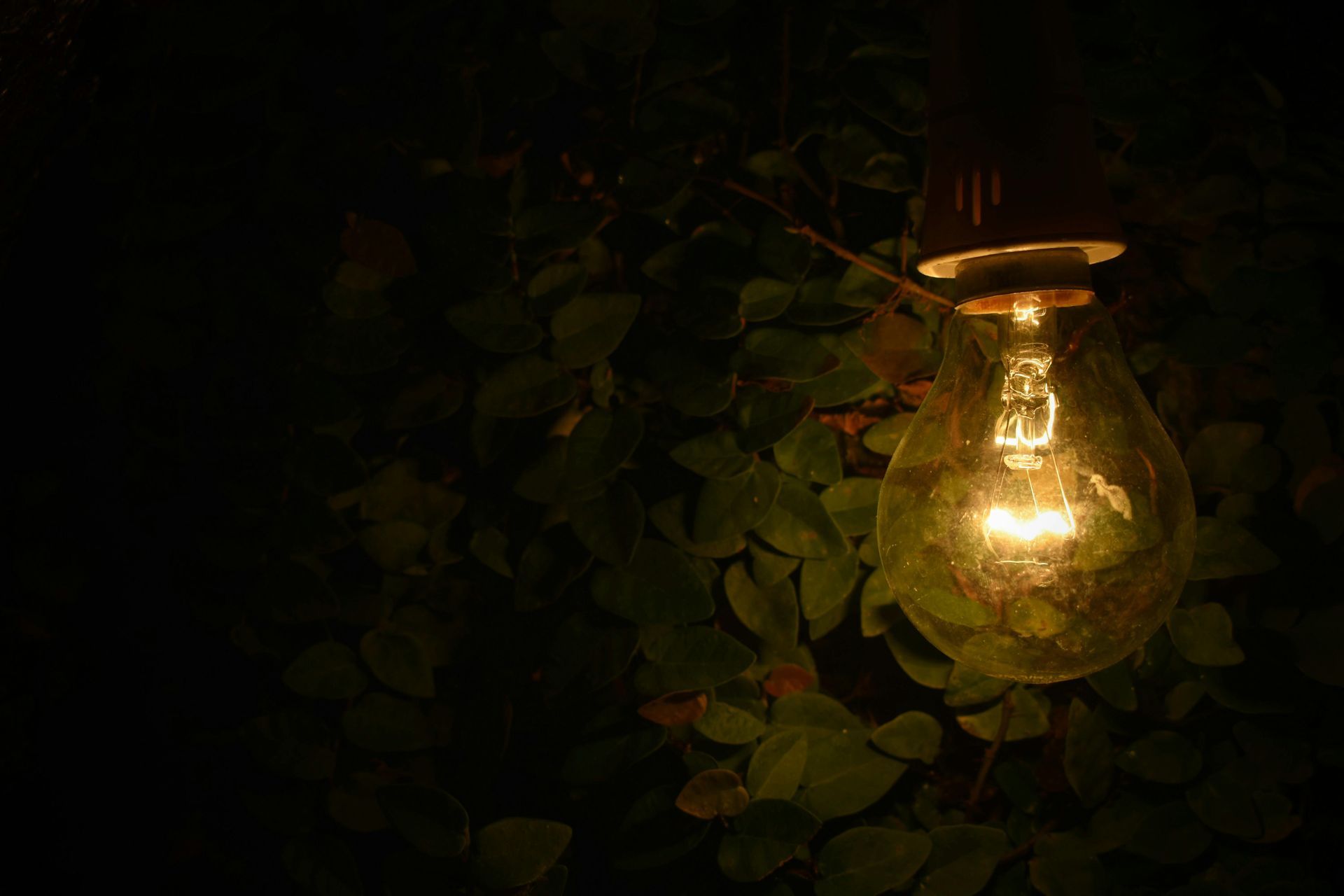 Lit lightbulb hanging in front of dark green foliage.