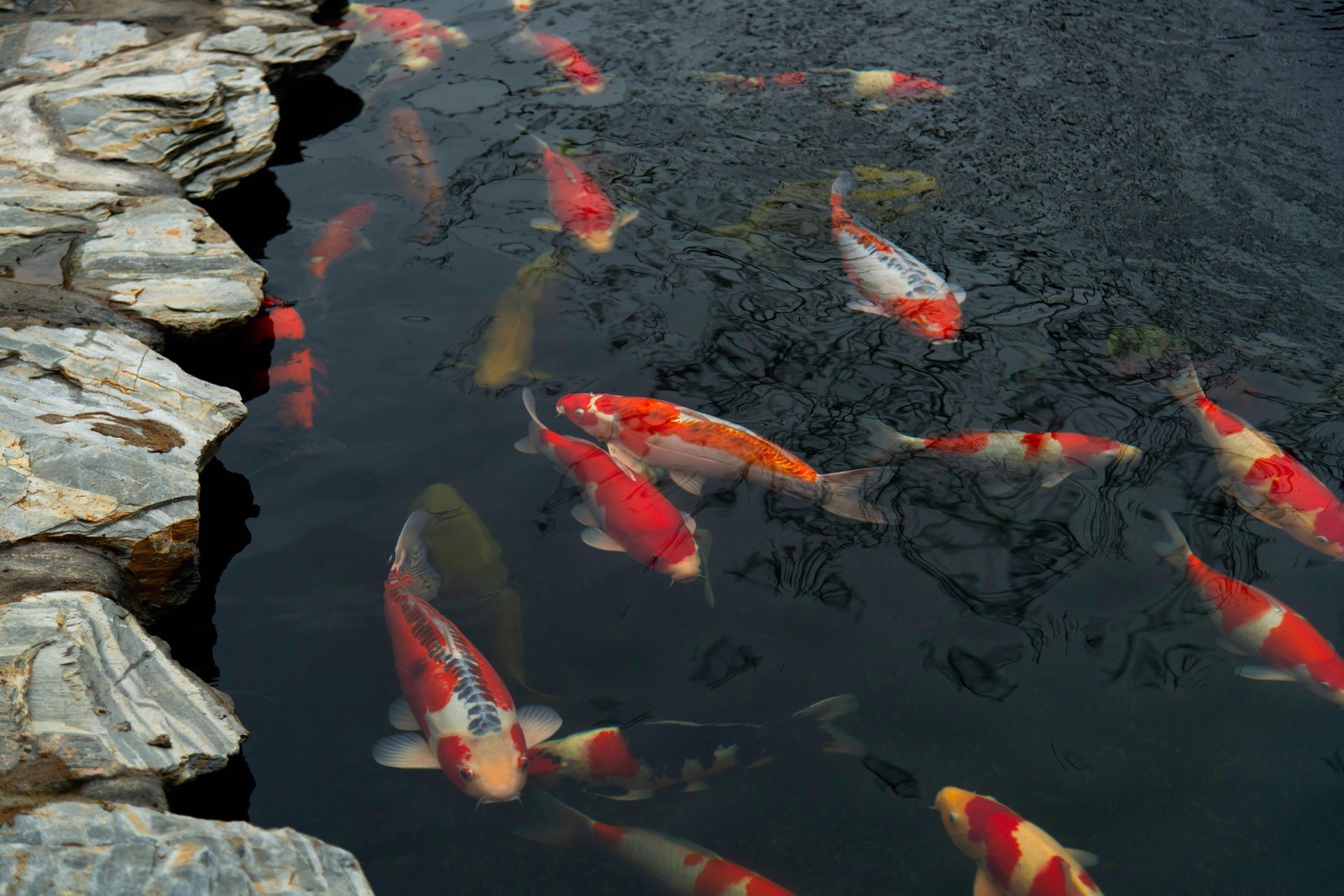 Koi fish swim in a dark pond, bordered by rocks; fish are red, white, and orange.