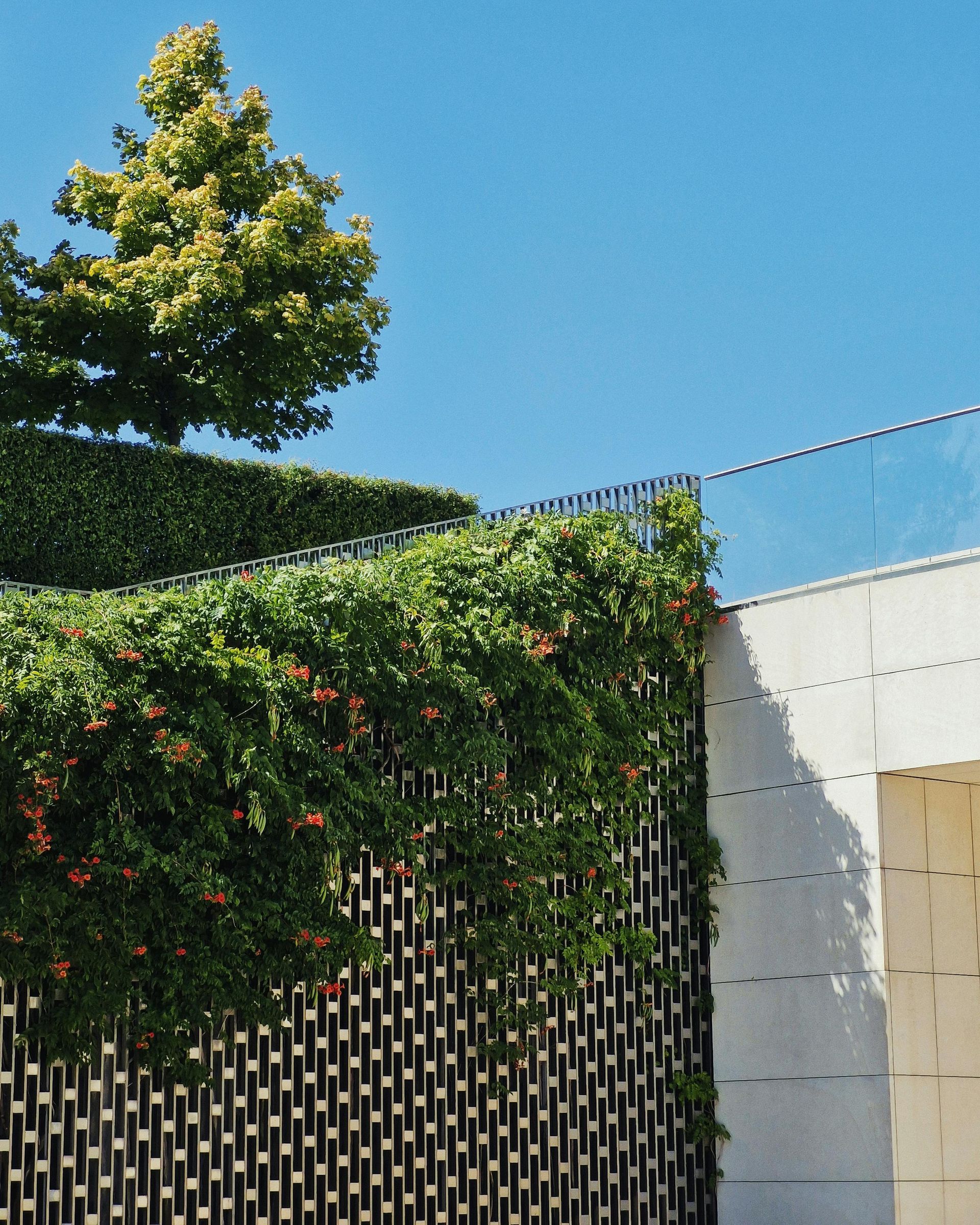 Green vines cascade down a metal wall, with a small tree against a blue sky.