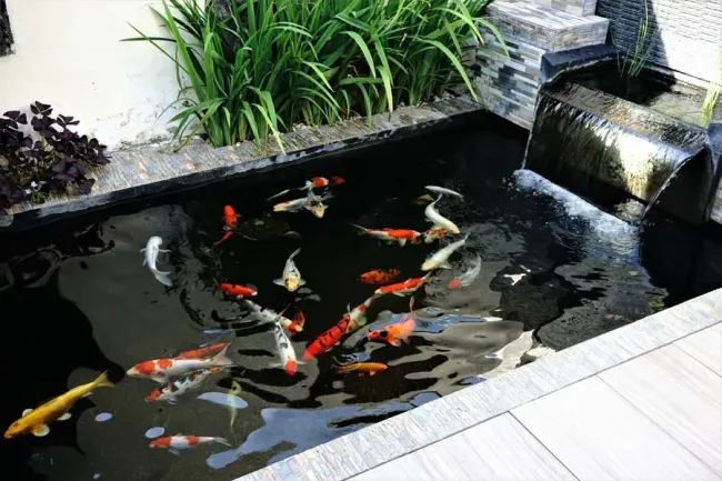 Koi fish swim in a dark pond with a small waterfall and surrounding plants.