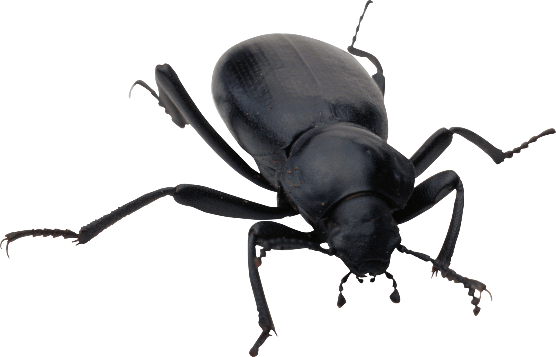 Colorado Pest Control