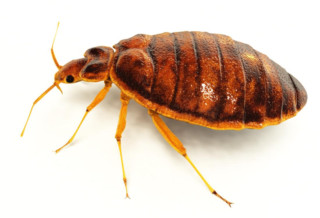 Colorado Pest Control