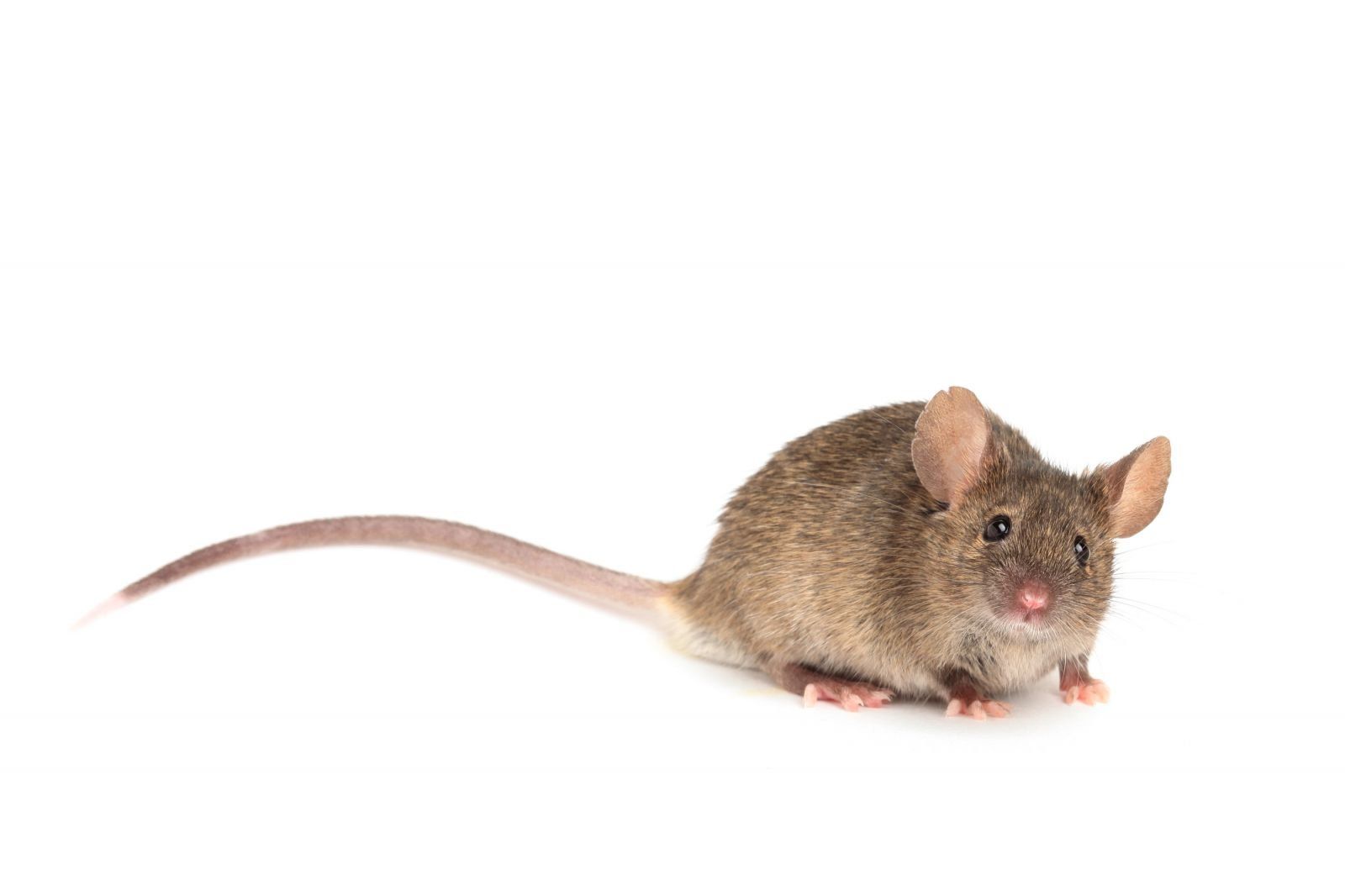 Colorado Pest Control