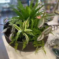 Mixed green houseplants in a black hanging pot on a table