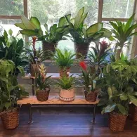 Potted houseplants arranged on shelves and a wooden floor in a sunlit room with large windows