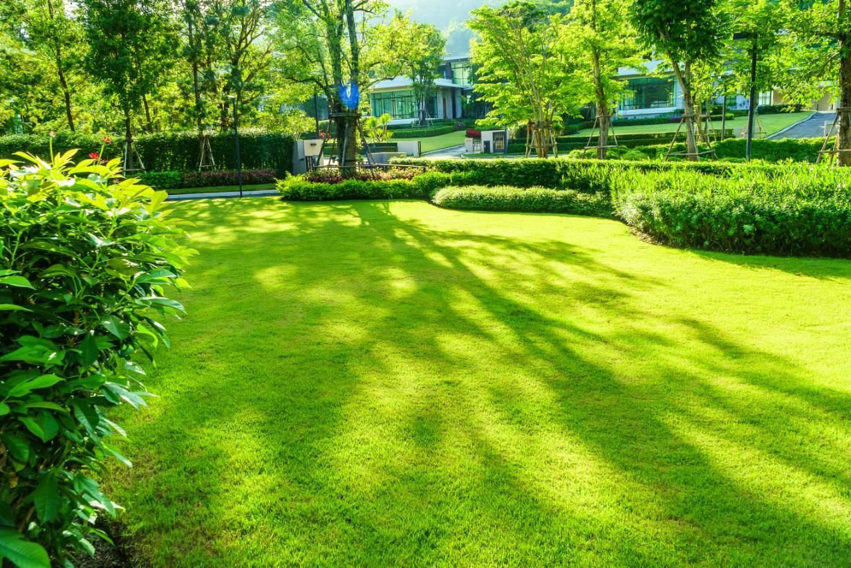 Lush green lawn with tree shadows, shrubs, and trees in a sunny garden setting.