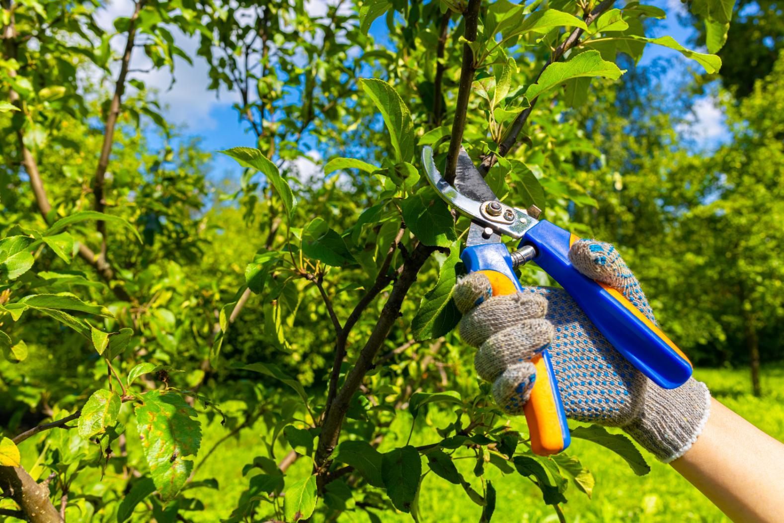 A gloved hand prunes a tree branch with blue and orange shears on a sunny day.