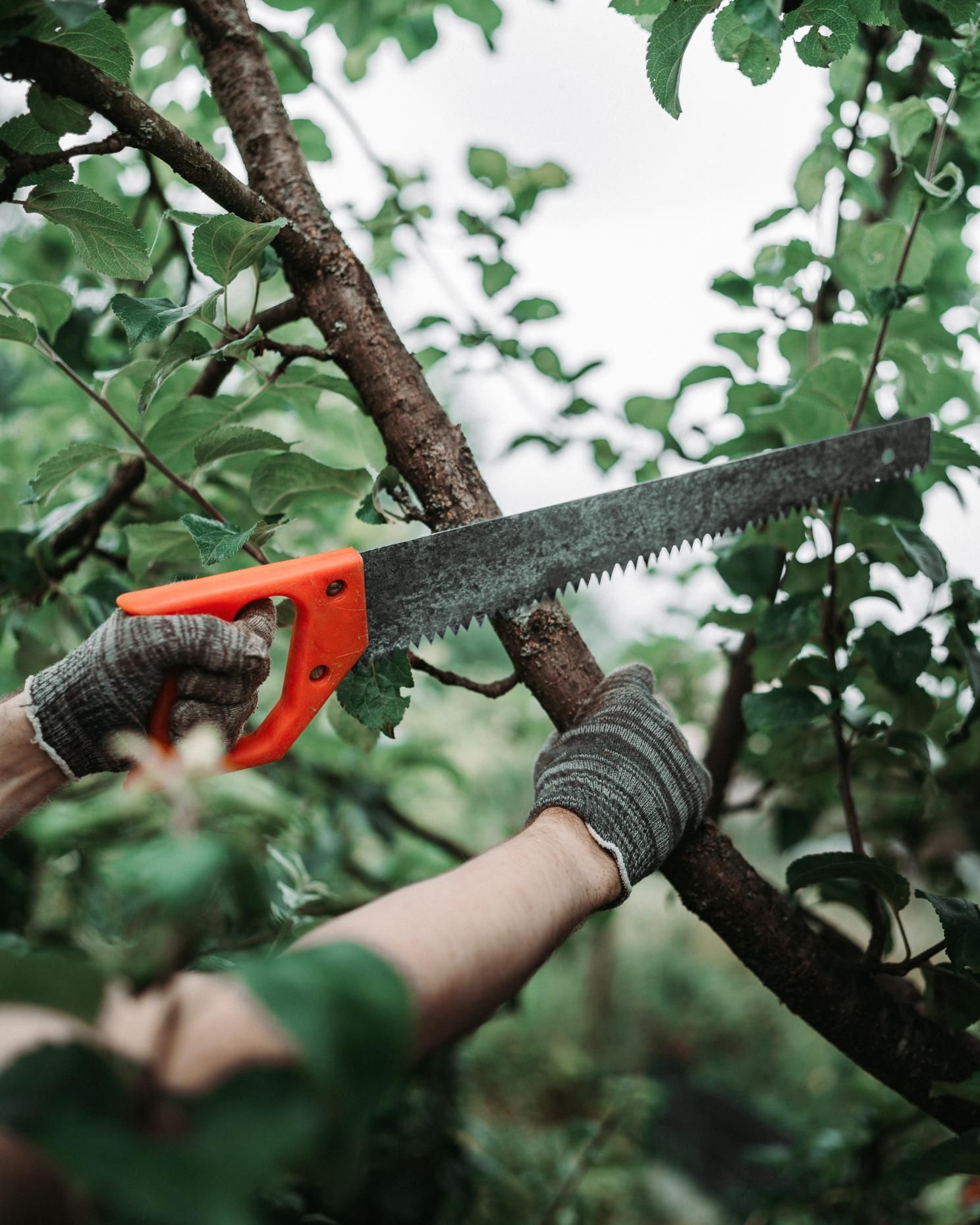 Hands wearing gloves sawing a tree branch with an orange-handled saw, outdoors.
