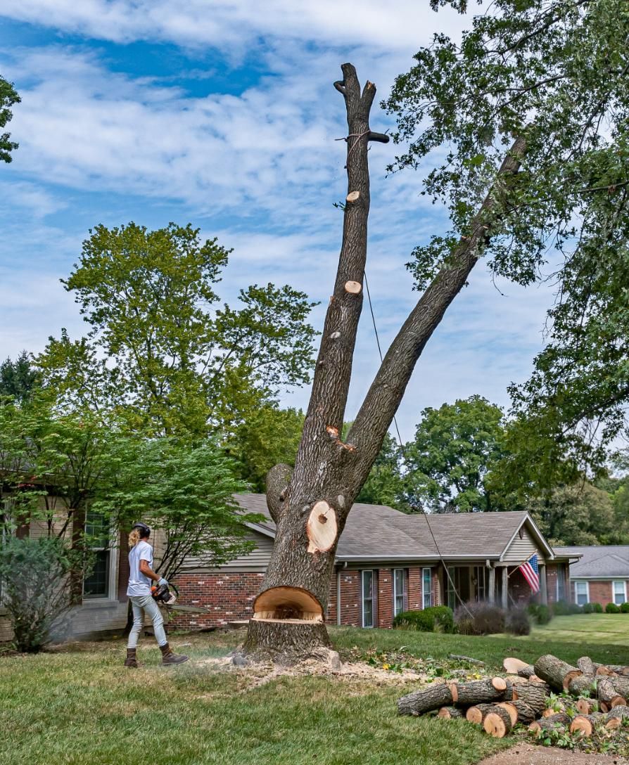 A person cutting down a large tree in a residential yard with a chainsaw. Logs are on the ground.