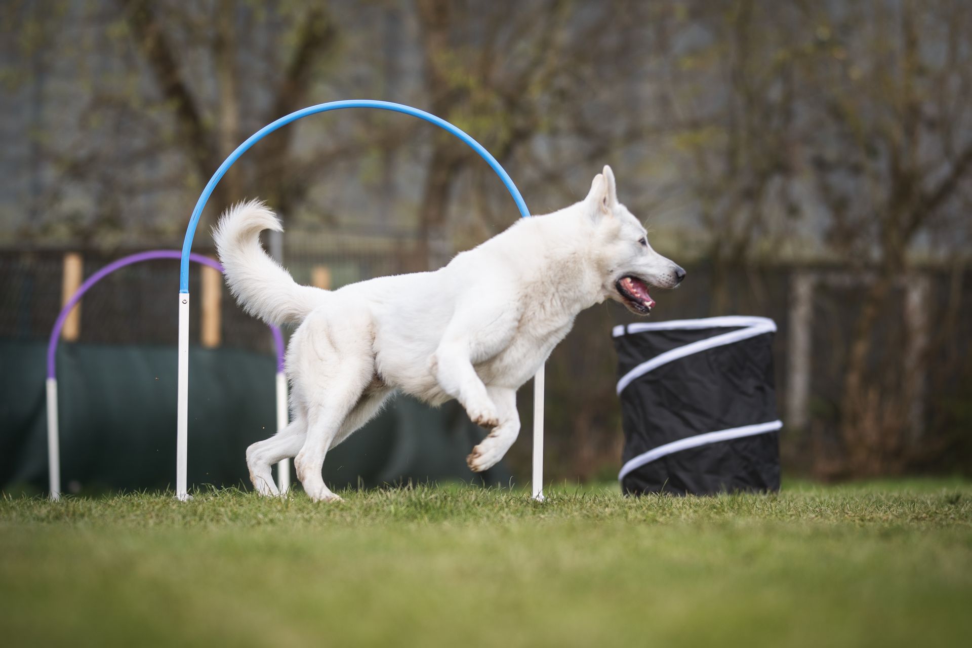 weißer Schäferhund Jimmy absolviert Hoopers Parcours im Galopp