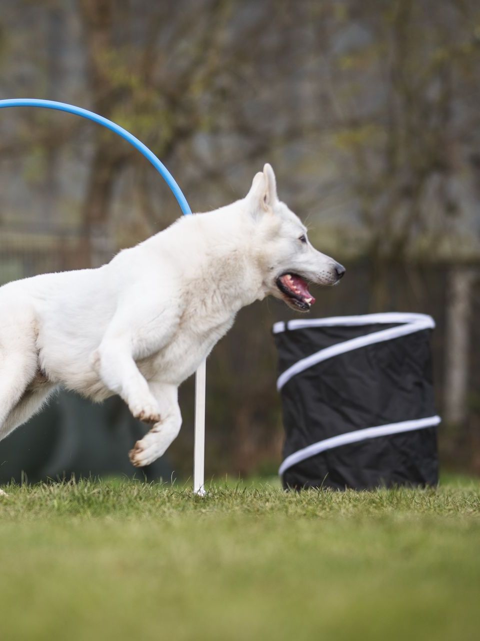 Hund im Hoopers Parcours