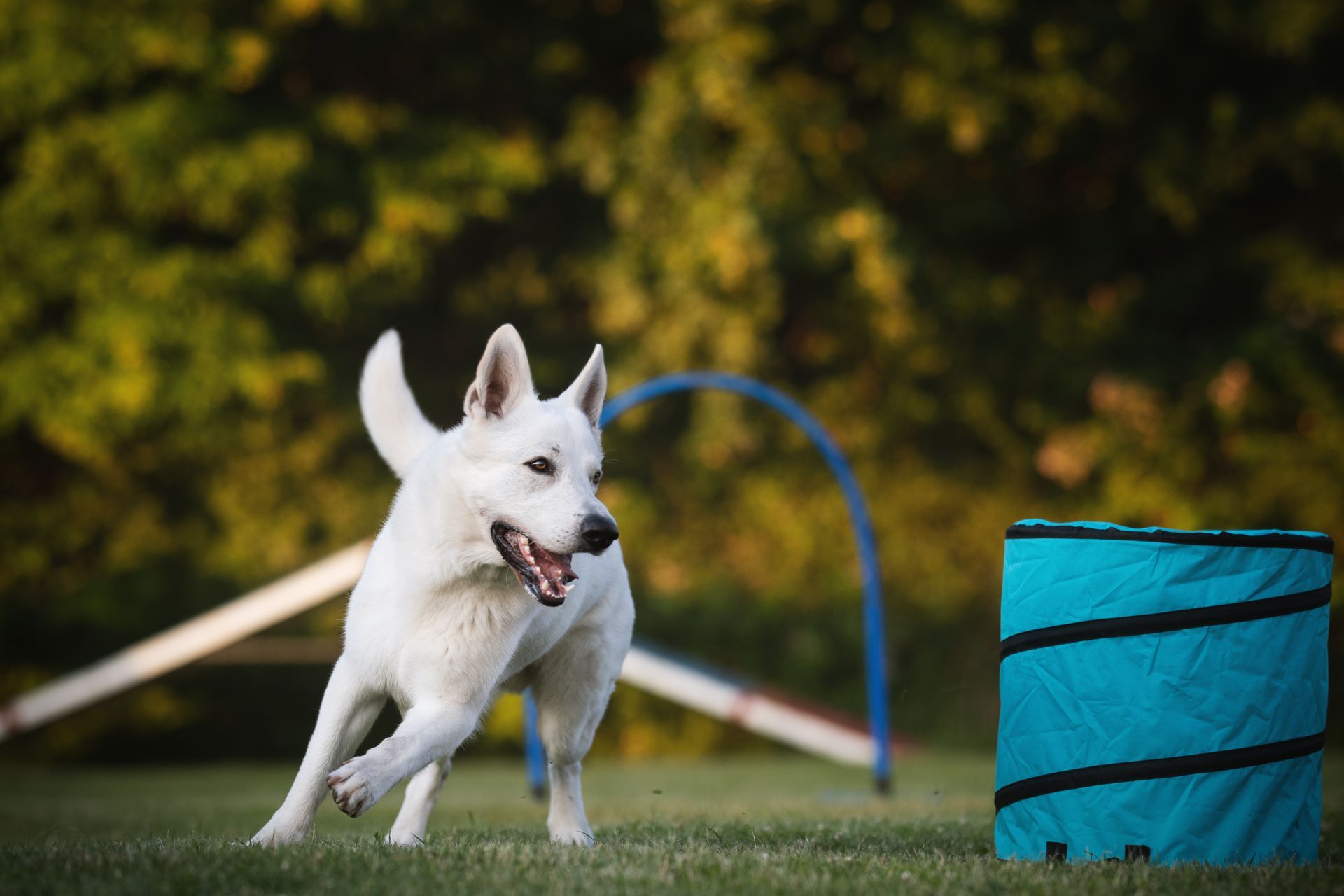 Hund im Hoopers Parcours