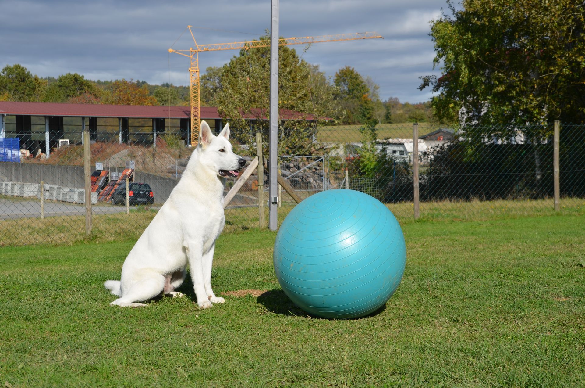 Jimmy, weißer Schäferhund,sitzt vor einem Treibball