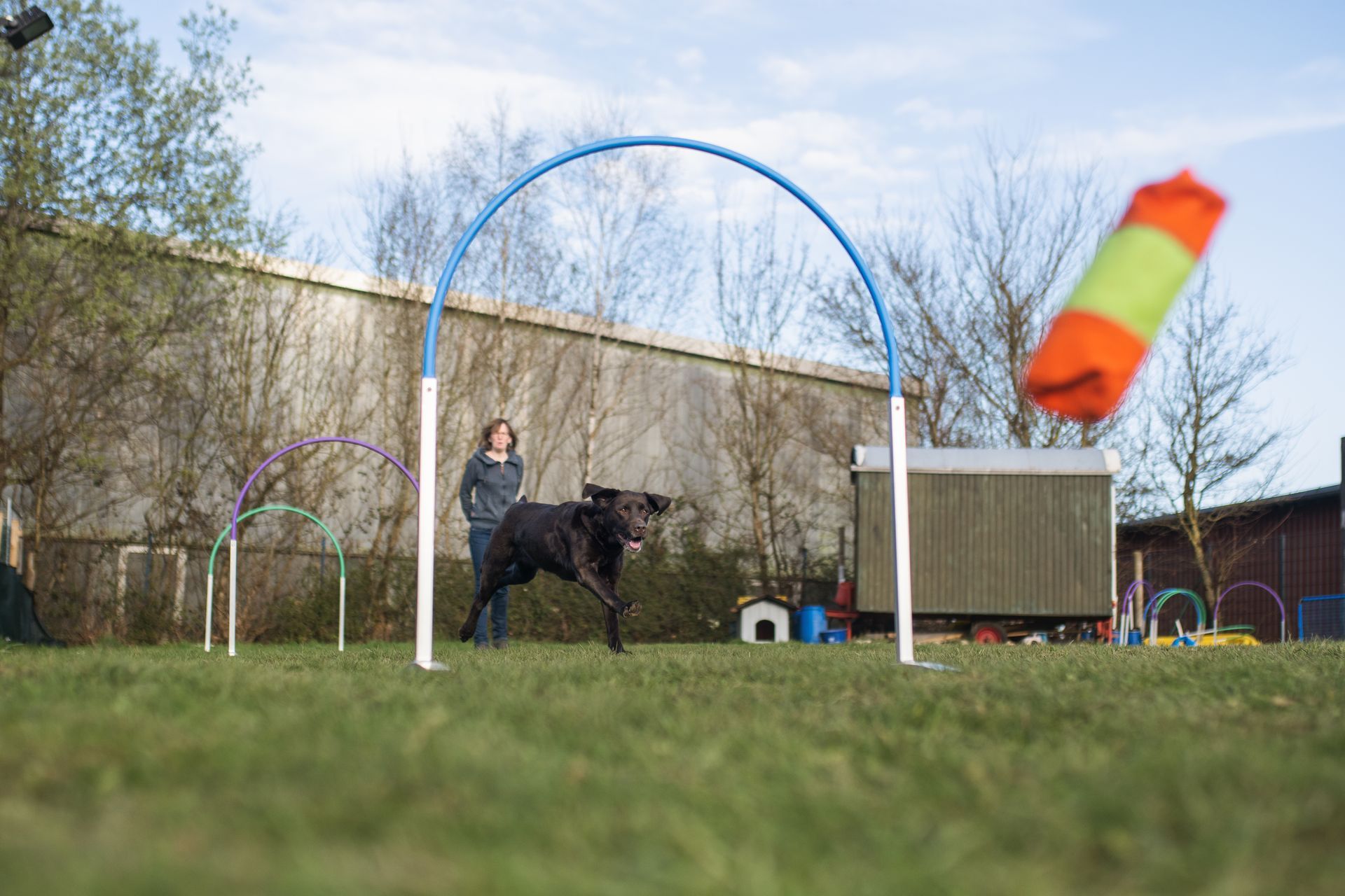 Frau mit ihrem Hund im Hoopers Parcours, Hund rennt durch einen Hoop einem Spielzeug hinterher