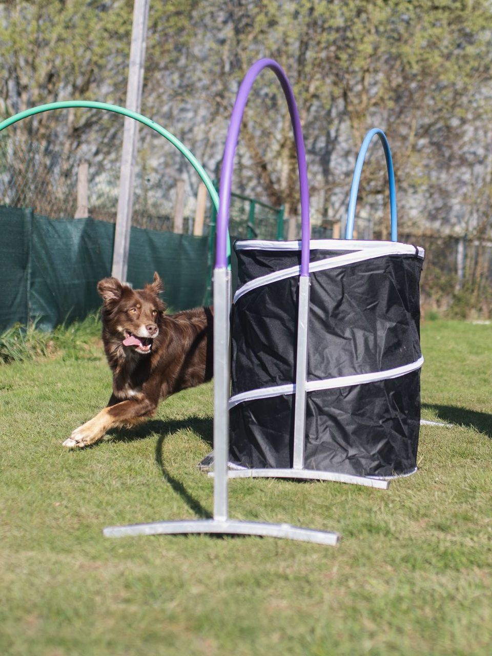 Hund rennt um eine Hoopers Tonne