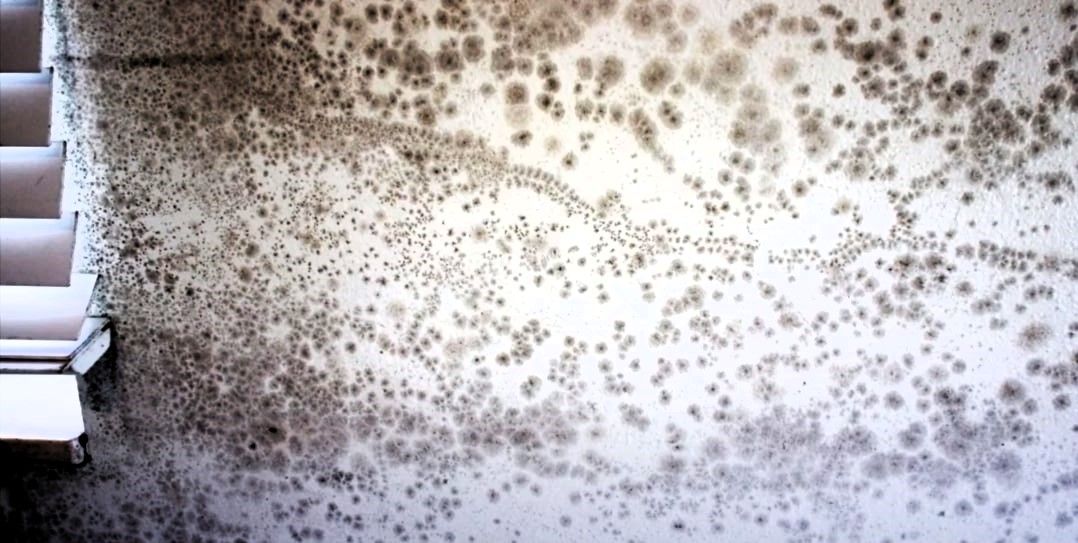 Does Mold Die When It
