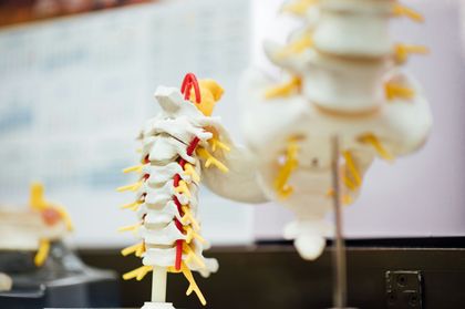 Model of a human spine with red arteries and yellow nerves, on display.