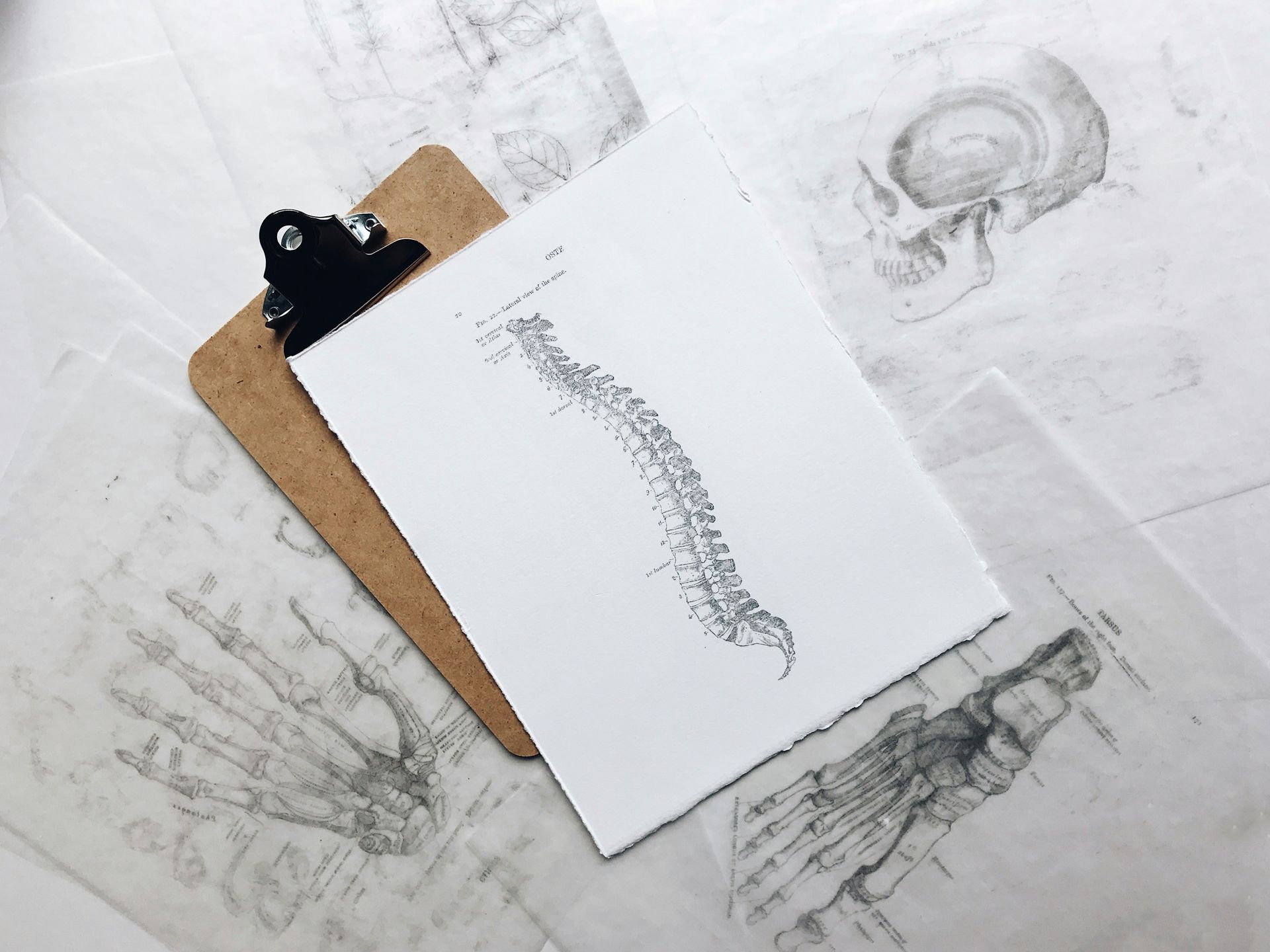 Clipboard with drawing of a spine, atop anatomical sketches on a textured surface.