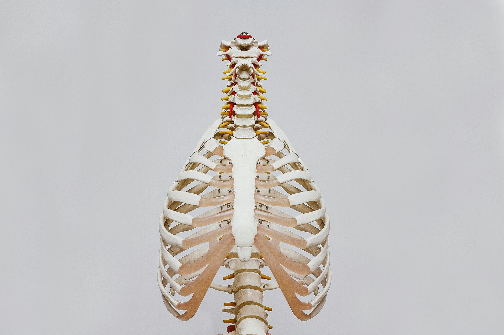 Human ribcage and spine model.