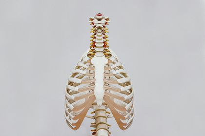 Human ribcage and spine model.