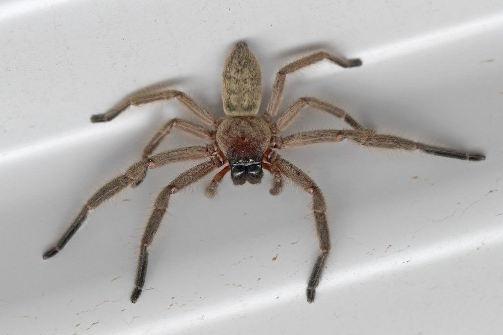 A Huntsman Spider — Termite Control in Toowoomba, QLD A Huntsman Spider — Termite Control in Toowoomba, QLD
