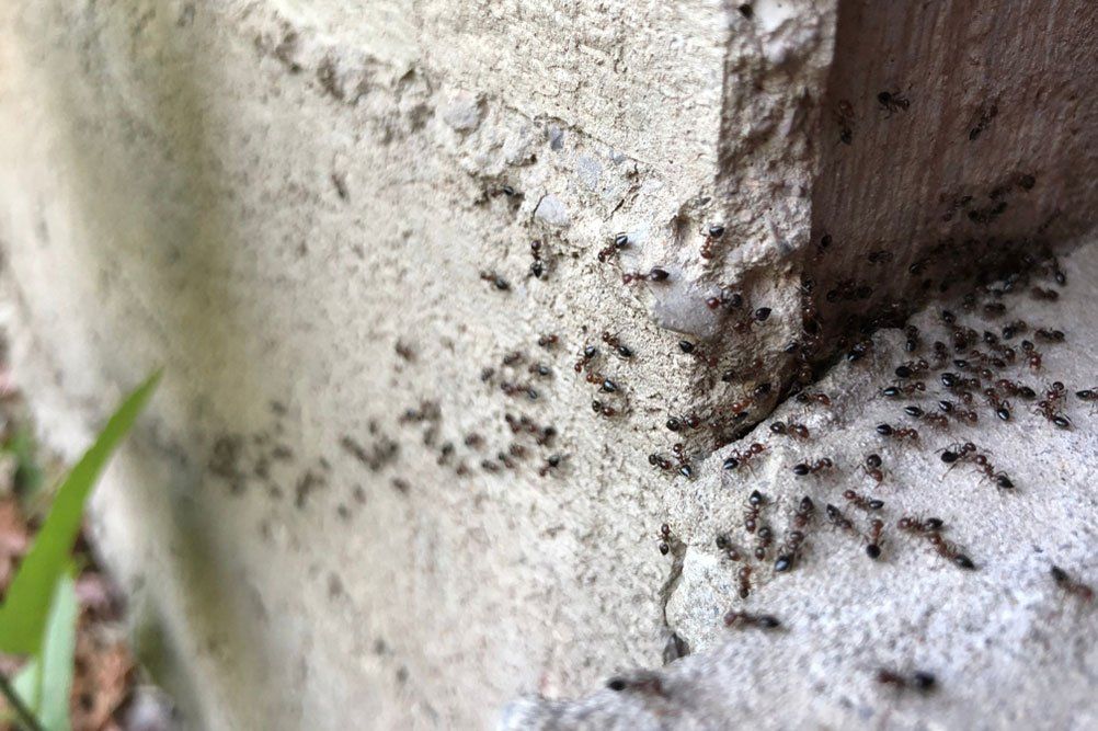 Colony Of Ants — Termite Control in Toowoomba, QLD Colony Of Ants — Termite Control in Toowoomba, QLD