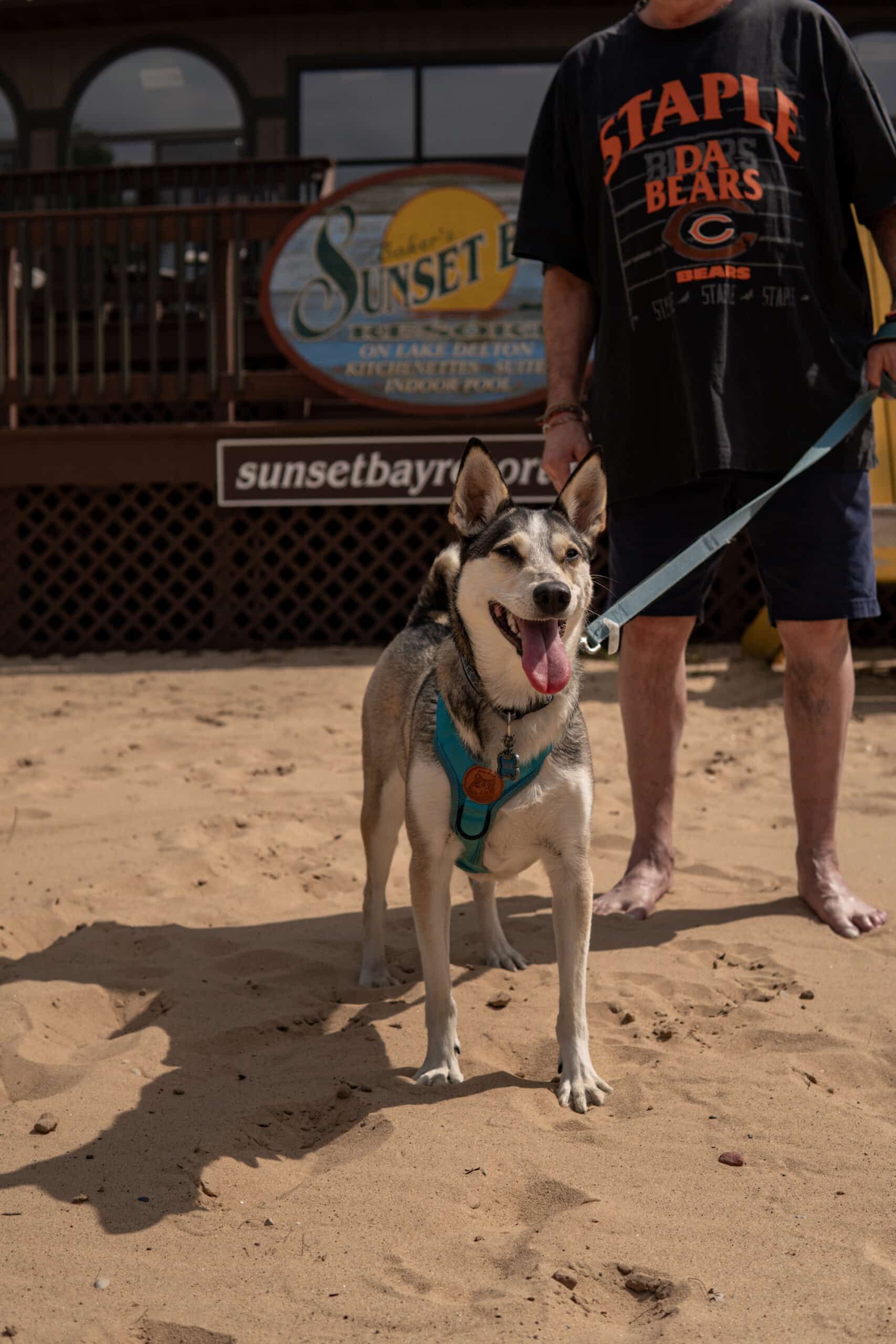 Tan dog on a leash on a sandy beach beside a person in a black shirt