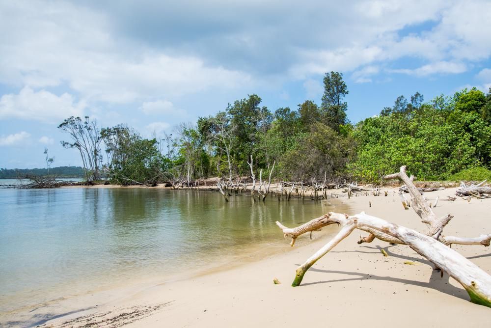 A Tree Branch Is Laying On A Sandy Beach Next To A Body Of Water — The Woolmen In Ballina, NSW