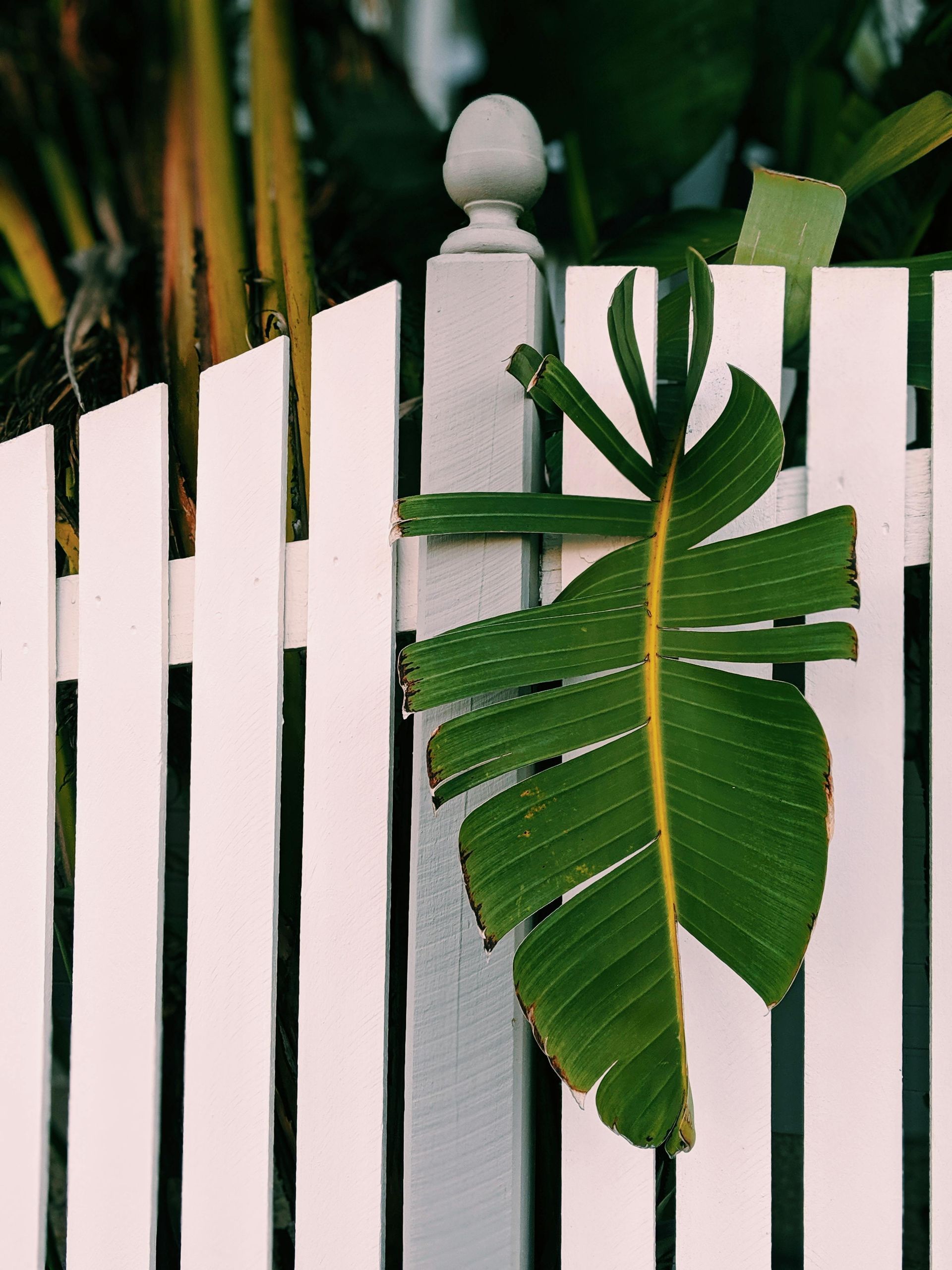 Green leaf tied to a white picket fence with a garden stake