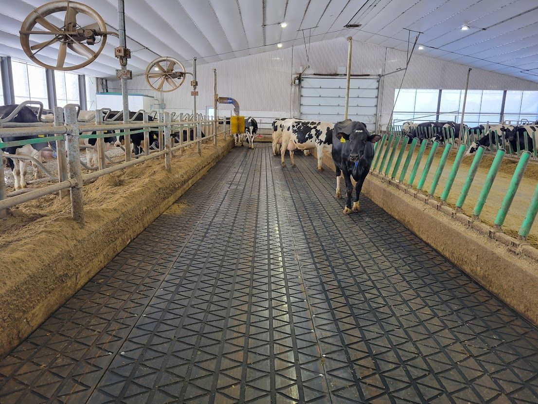 Cows in a barn standing on a rubber floor. The barn has feeding troughs and large fans hanging from the ceiling.