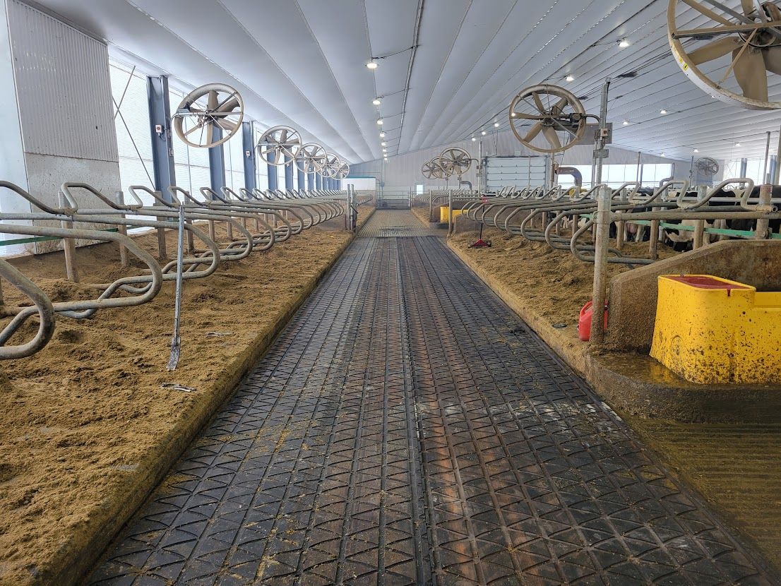 Inside of a dairy barn with stalls on either side of a central walkway. Fans and lights hang overhead.