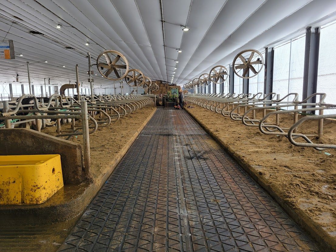 Inside a large dairy barn: rows of stalls, central walkway, ceiling fans, and a yellow container.