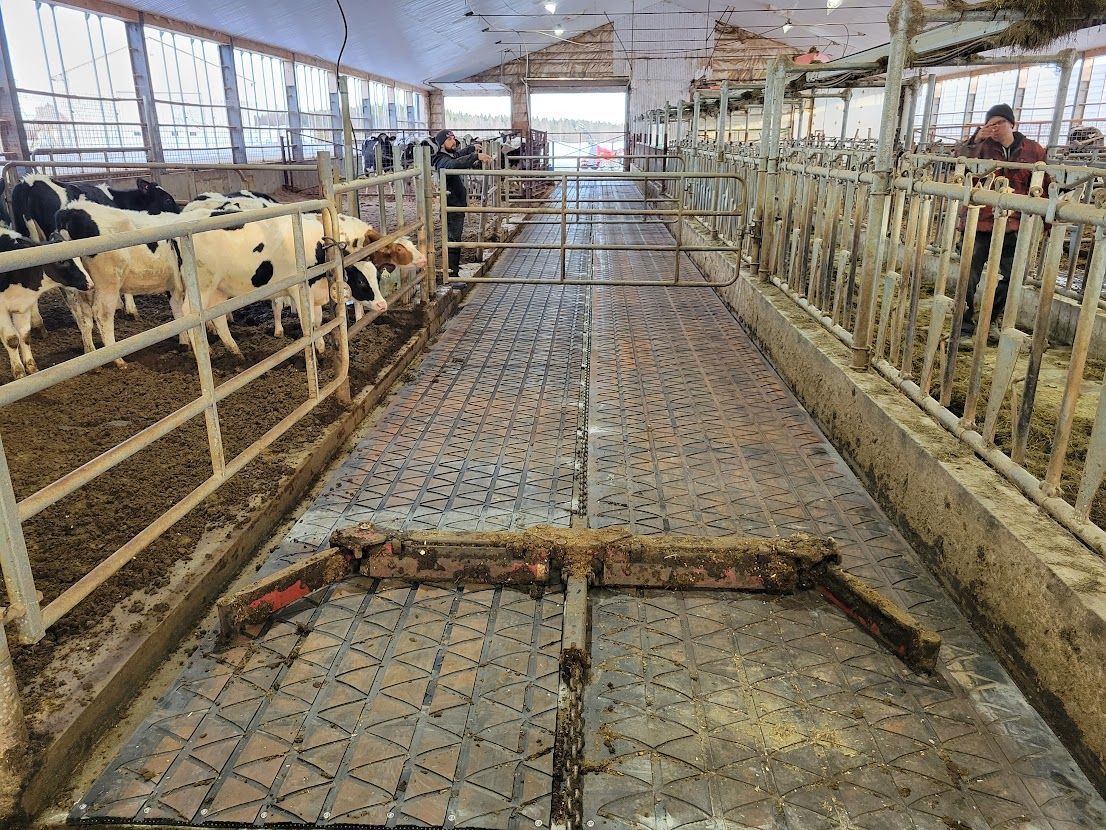 Cows in a barn eating. Man sweeps a concrete floor with manure and metal dividers.