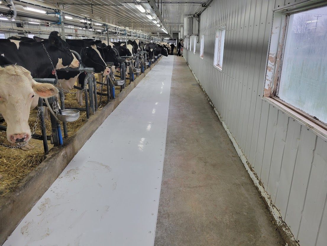 Cows in a barn stand in stalls. A white, freshly cleaned aisle runs along the side of the animals.