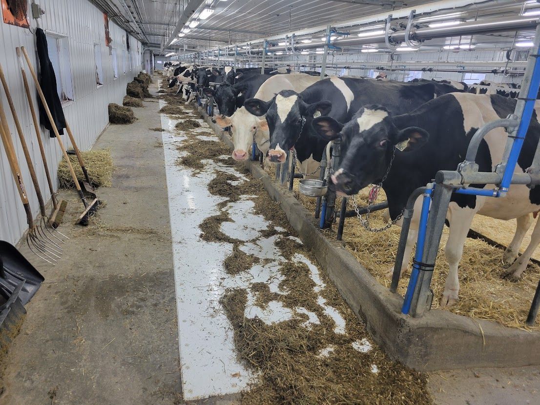 Cows eating from a trough in a barn. They have black and white markings, and the barn has a concrete floor and overhead lighting.